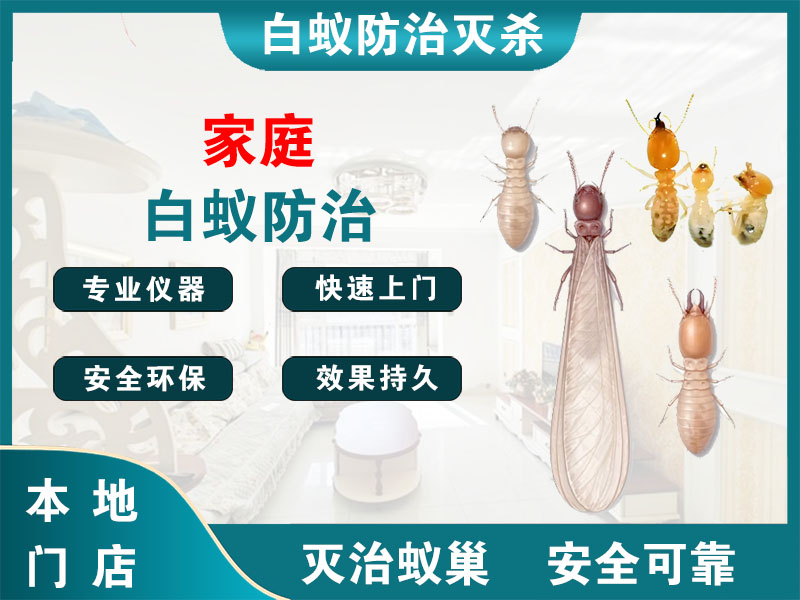 扬中家庭白蚁防治