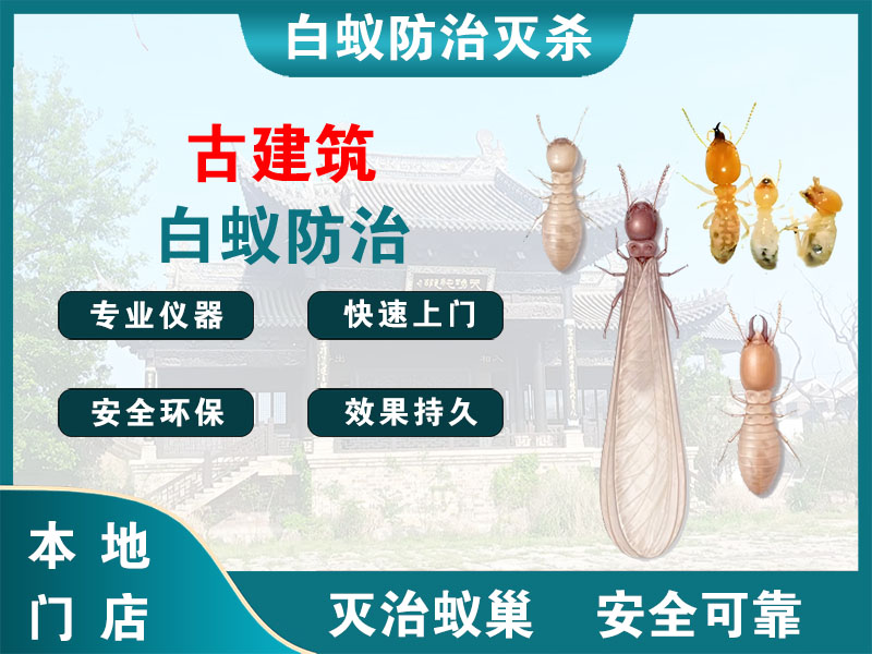 扬中古建筑白蚁防治