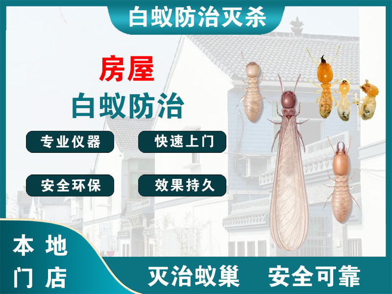 扬中房屋白蚁防治